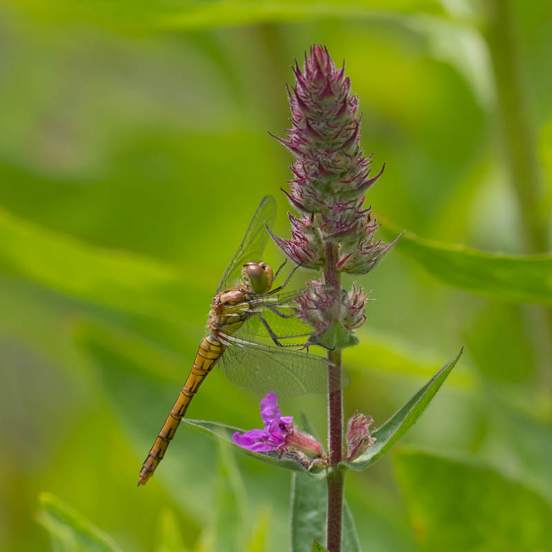 Common Darter